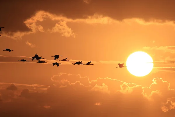 Silhouettes Cranes Grus Grus Sunset Germany Balti Tengeren — Stock Fotó