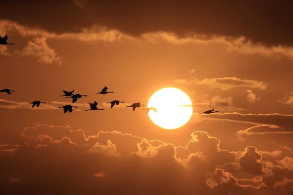 Silhuetas Guindastes Grus Grus Sunset Alemanha Mar Báltico — Fotografia de Stock