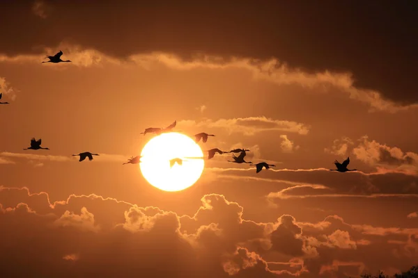 Silhouetten Von Kranichen Grus Grus Bei Sonnenuntergang Ostsee Deutschland — Stockfoto