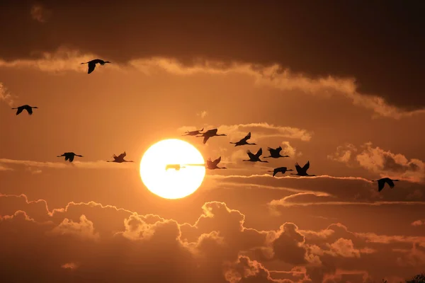 Silhouettes Cranes Grus Grus Sunset Germany Baltic Sea — Stock Photo, Image