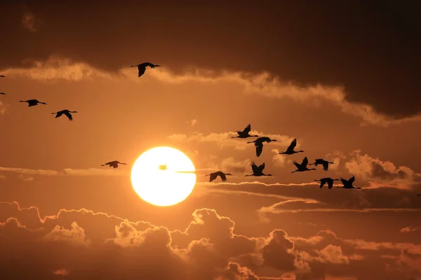 Silhouetten Von Kranichen Grus Grus Bei Sonnenuntergang Ostsee Deutschland — Stockfoto