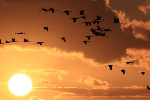 Silhouettes Cranes Grus Grus Sunset Germany Balti Tengeren — Stock Fotó