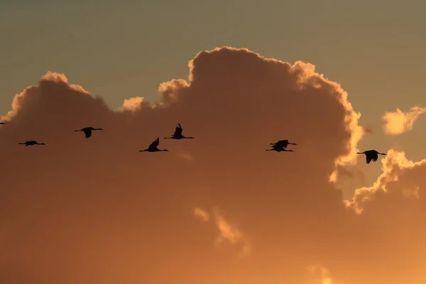 Silhouetten Von Kranichen Grus Grus Bei Sonnenuntergang Ostsee Deutschland — Stockfoto