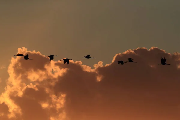 Silhuetas Guindastes Grus Grus Sunset Alemanha Mar Báltico — Fotografia de Stock