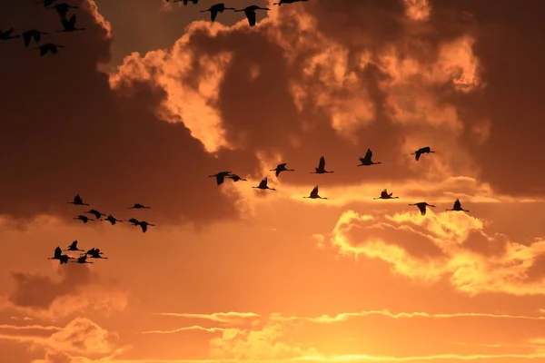 Silhouetten Von Kranichen Grus Grus Bei Sonnenuntergang Ostsee Deutschland — Stockfoto