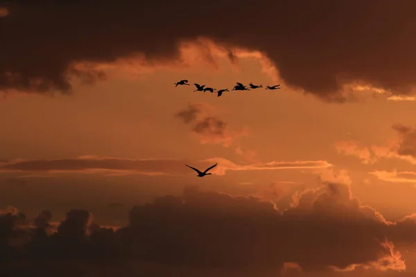 日落时分德国波罗的海鹤的轮廓 Grus Grus — 图库照片