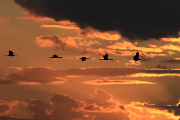 Silhouettes Cranes Grus Grus Sunset Germany Balti Tengeren — Stock Fotó