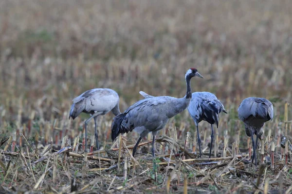 Mecklenburg Almanya Yaygın Vinçler — Stok fotoğraf