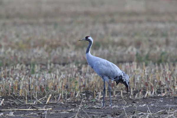 Közös Daruk Németországi Mecklenburg Területén — Stock Fotó