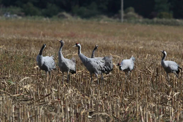 Közös Daruk Németországi Mecklenburg Területén — Stock Fotó