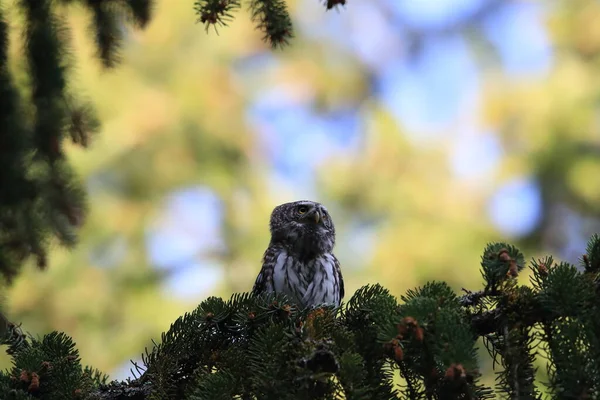 Eurasian Pygmy Owl Swabian Jura Swabian Alps Natural Habitat Germany — Stock Photo, Image