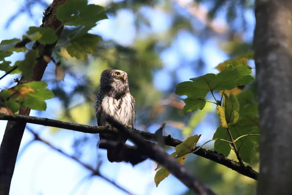 Eurasian Pygmy Would Swabian Jura Swabian Alps Στο Φυσικό Περιβάλλον — Φωτογραφία Αρχείου