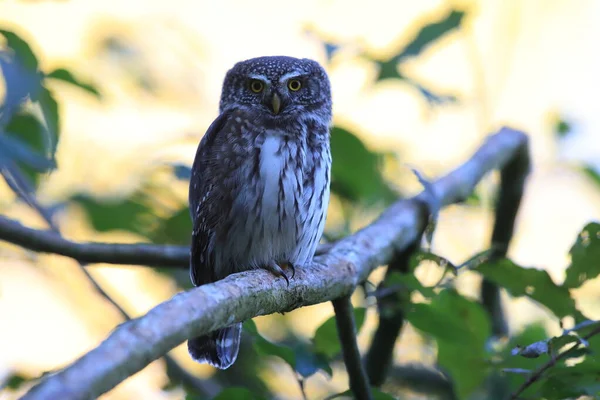 Eurasian Pygmy Owl Swabian Jura Swabian Alps Natural Habitat Alemanha — Fotografia de Stock