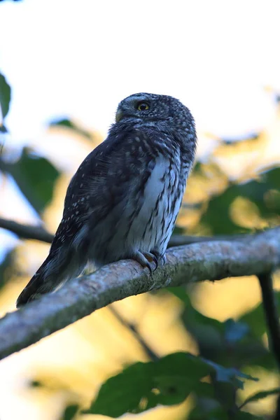 Eurasian Pygmy Owl Swabian Jura Swabian Alps Natural Habitat Alemanha — Fotografia de Stock