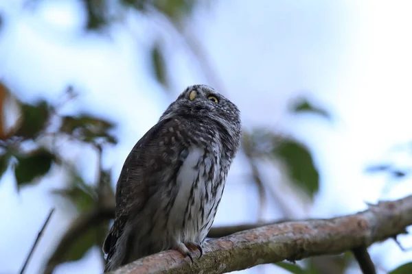 Eurasian Pygmy Owl Swabian Jura Swabian Alps Natural Habitat Alemanha — Fotografia de Stock