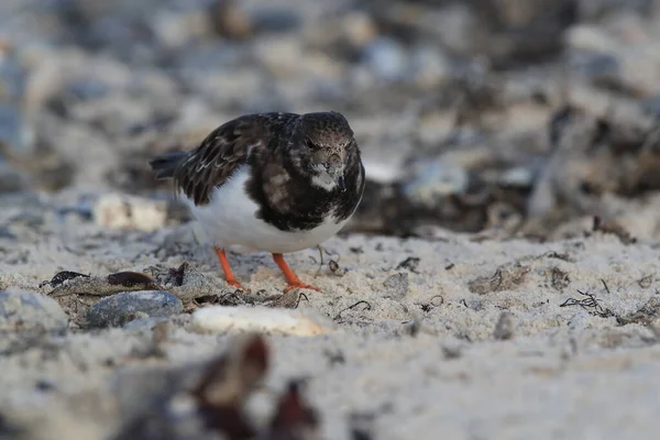 Ruddy Turnstone Arenaria Interpres Natural Habitat Helgoland Germany — стоковое фото