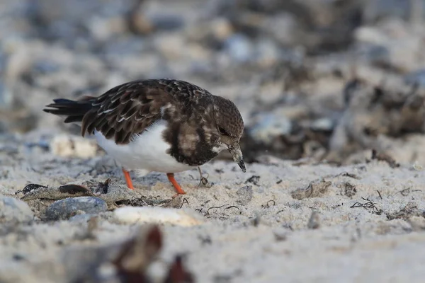 Ruddy Turnstone Arenaria Interpres Natural Habitat Helgoland Germany — стоковое фото