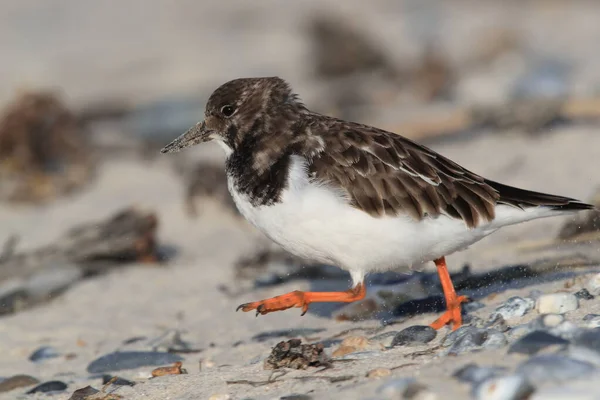 Roter Steinwälzer Arenaria Interpres Natürlichen Lebensraum Helgoland — Stockfoto