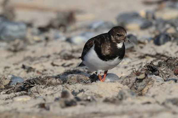 Ruddy Turnstone Arenaria Interpres Hábitat Natural Helgoland Alemania — Foto de Stock