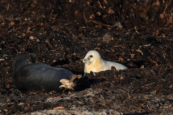 Gray Seal Halichoerus Grypus Wiht Pup Helgoland Niemcy — Zdjęcie stockowe
