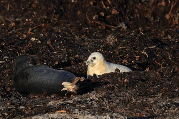 Gray Seal Halichoerus Grypus Wiht Pup Helgoland Tyskland — Stockfoto