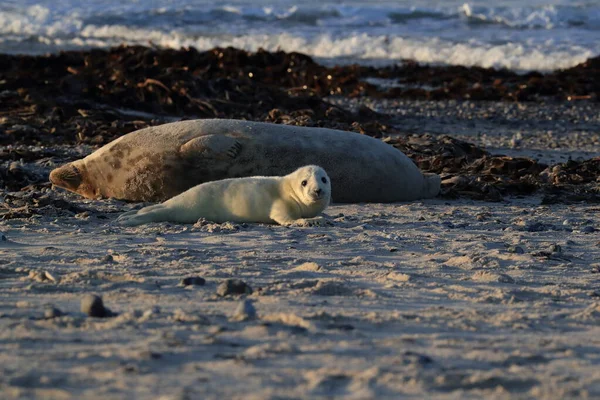 Gray Seal Halichoerus Grypus Wiht Pup Helgoland Alemania —  Fotos de Stock