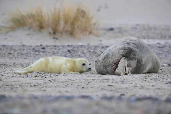 グレーシール Halichoerus Grypus Helgoland Germany — ストック写真