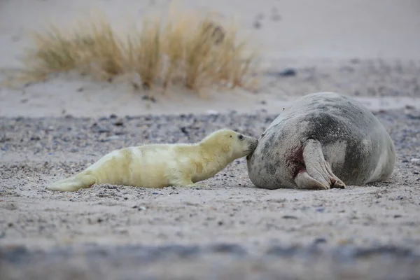 グレーシール Halichoerus Grypus Helgoland Germany — ストック写真