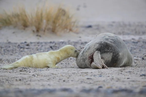 Gray Seal Halichoerus Grypus Wiht Pup Helgoland Alemania — Foto de Stock