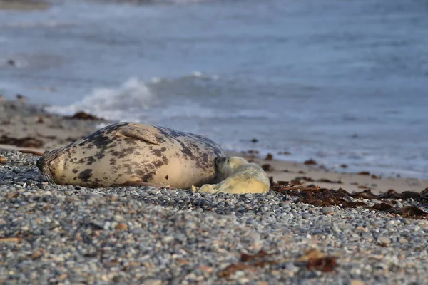 Gray Seal Halichoerus Grypus Wiht Pup Helgoland Germany — 图库照片