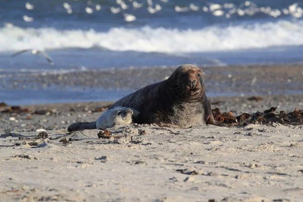 Gray Seal Halichoerus Grypus Wiht Pup Helgoland Németország — Stock Fotó