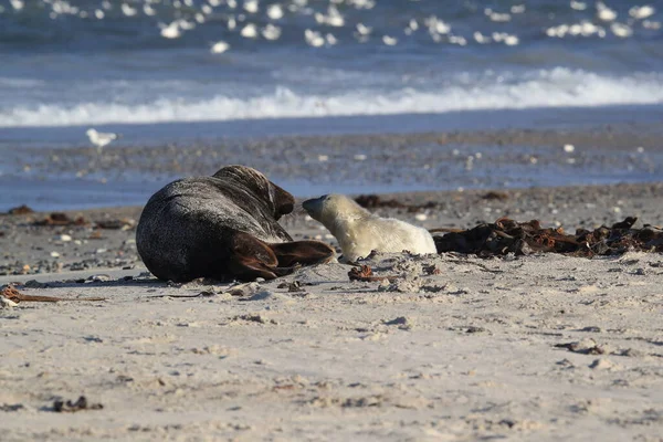 Gray Seal Halichoerus Grypus Wiht Pup Helgoland Tyskland — Stockfoto