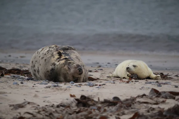 Gray Seal Halichoerus Grypus Wiht Pup Helgoland Germany — 图库照片