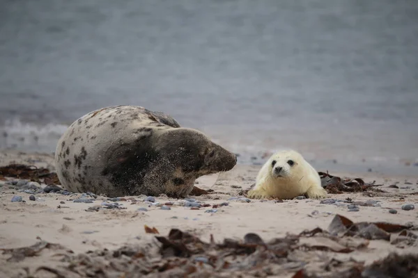 Gray Seal Halichoerus Grypus Wiht Pup Helgoland Germany — 图库照片
