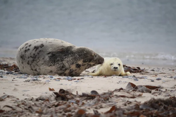 Gray Seal Halichoerus Grypus Met Pup Helgoland Duitsland — Stockfoto