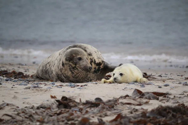 Gray Seal Halichoerus Grypus Wiht Pup Helgoland Germany — Stock Photo, Image