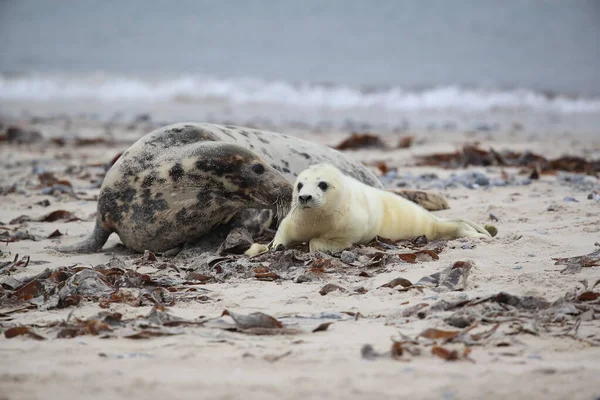 Gray Seal Halichoerus Grypus Wiht Pup Helgoland Alemania — Foto de Stock