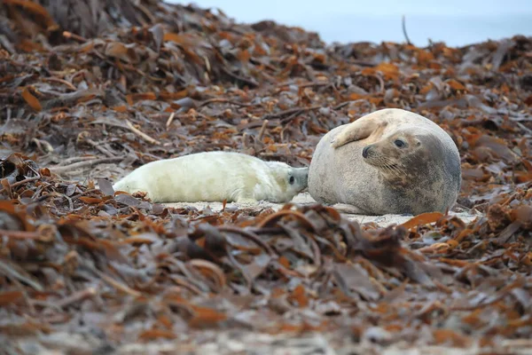 Gray Seal Halichoerus Grypus Wiht Pup Helgoland Németország — Stock Fotó