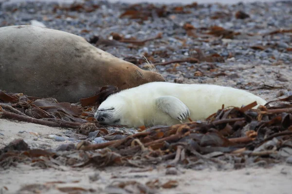 Gray Seal Halichoerus Grypus Wiht Pup Helgoland Germany — 图库照片