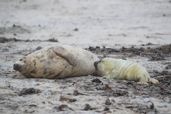 Selo Cinzento Halichoerus Grypus Wiht Filhote Cachorro Helgoland Alemanha — Fotografia de Stock