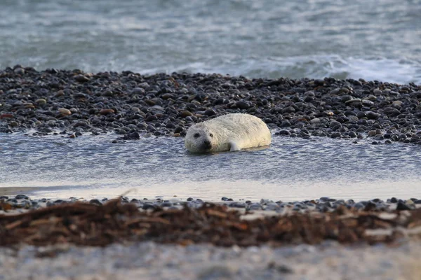 Sello Gris Halichoerus Grypus Pup Helgoland Alemania —  Fotos de Stock