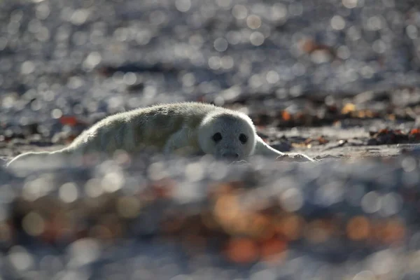 Gray Seal Halichoerus Grypus Pup Helgoland Německo — Stock fotografie