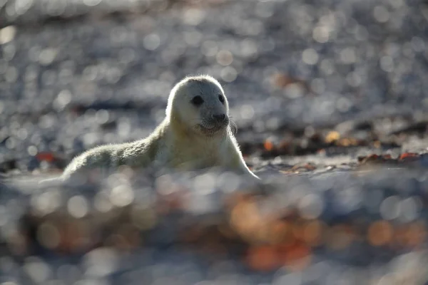 Sello Gris Halichoerus Grypus Pup Helgoland Alemania —  Fotos de Stock