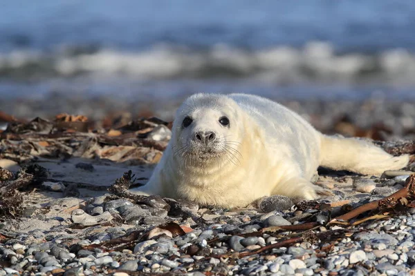 Gray Seal Halichoerus Grypus Pup Helgoland Duitsland — Stockfoto