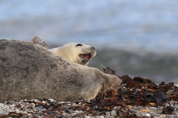 Selo Cinzento Halichoerus Grypus Filhote Cachorro Helgoland Alemanha — Fotografia de Stock