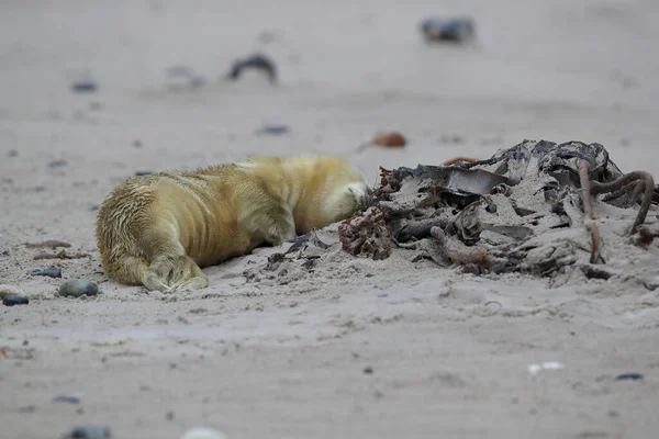 灰色のシール Halichoerus Grypus Pup Helgoland Germany — ストック写真