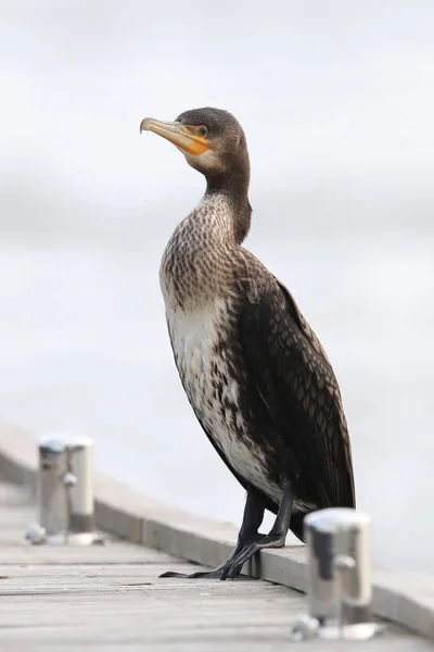 Grande Cormorano Phalacrocorax Carbo Cormorano Seduto Sul Pontile Barca Germania — Foto Stock