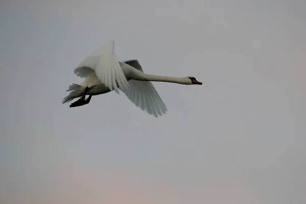 Mute Swan Flight Darss Балтийское Море Германия — стоковое фото