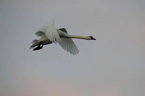 Cisne Mudo Vuelo Darss Mar Báltico Alemania — Foto de Stock