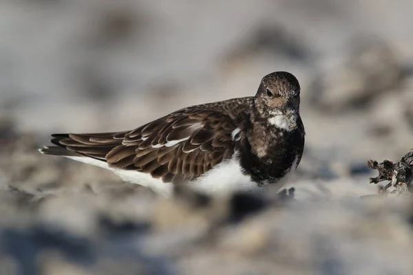 Doğal Habitat Helgoland Almanya Arenaria Dönüm Noktası — Stok fotoğraf